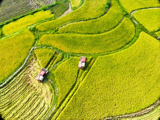 火牛配资 重庆荣昌32万亩水稻成熟, 机收率达九成